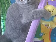 Baby Katze britisch Kurzhaarige - Essen