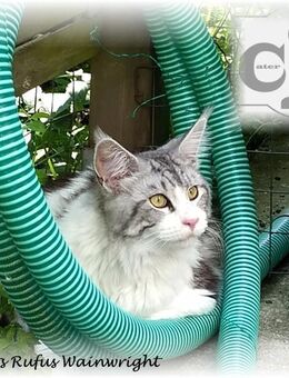 Mainecoon Deckkater black-silver-cl.tabby.white( Stammbaum) - Ingolstadt