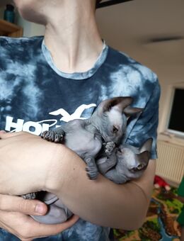 Sphynx kitten - Lützen Muschwitz