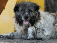 Reneé - die Menschenbezogene 🐾 - Elsdorf (Nordrhein-Westfalen)