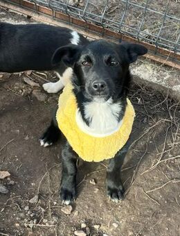 Süße Lucky möchte eine Familie - Berlin