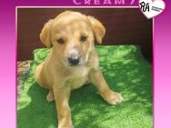 💜 CREAMY 💜- KLEINES HERZ AUF 4 PFOTEN - Alfeld (Leine)