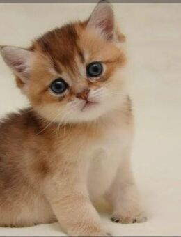 Britisch Kurzhaar und langhaar - Berlin Reinickendorf