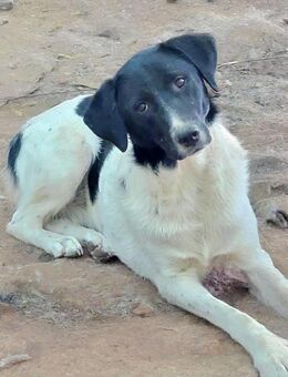 Anka sucht ihr Forever Home! - Oberhausen