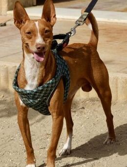 Willie, agil, lernwillig, neugierig - Westerholt