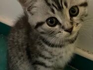 3 Kitten abzugeben - Oststeinbek