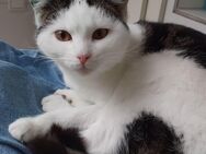 Tony – verschmuster Kater sucht dringend liebevolles Zuhause! (aus dem Tierschutz / gechipt, geimpft, kastriert) - Kissing