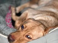 Labrador Retriever - Kitzingen