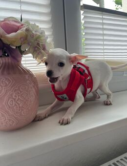 Chihuahua welpen - Bonn