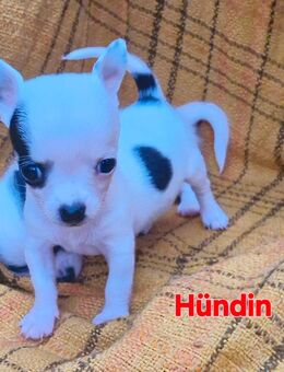 Chihuahua Welpen suchen ihr zu Hause - Barleben