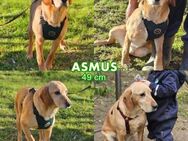 Asmus - eine typische Labradorseele - Schafflund