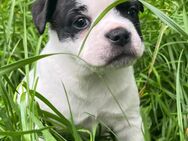 Boston Terrier Mix Welpen :) - Blankenheim (Nordrhein-Westfalen)