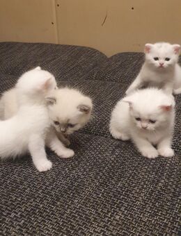 Britisch kurzhaar kitten - Bergheim (Nordrhein-Westfalen)