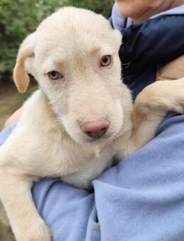 Süßer Moritz möchte eine Familie - Berlin