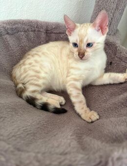 Snow Lynx Bengalkitten mit Stammbaum sucht ein liebevolles Zuhause - Bad Soden-Salmünster