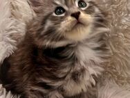 * Typvoller XXL Clown* Maine Coon Kitten Kater schöne Pinsel mit Stammbaum - Herten