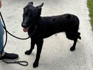 Lupin sucht ein aktives Zuhause - Nordwalde