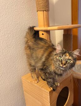 Main Coon Perser Mix Schönheit - Elsdorf (Nordrhein-Westfalen)