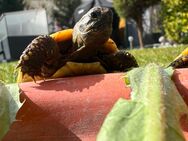 Testudo hermanni /Griechische Landschildkröten - Feucht