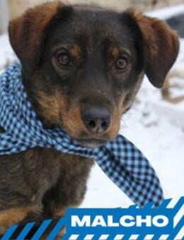 Malcho - bin ein ganz toller - Berlin