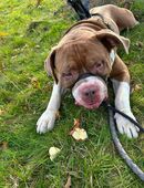 American bully Ben in 44787