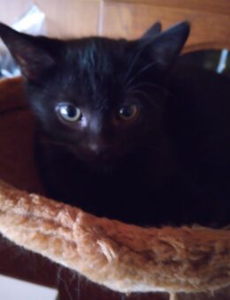 Kitten ab sofort abzugeben - Altenkirchen (Westerwald)