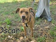 Umarmen Sie Oscar💚 - Essingen (Rheinland-Pfalz)
