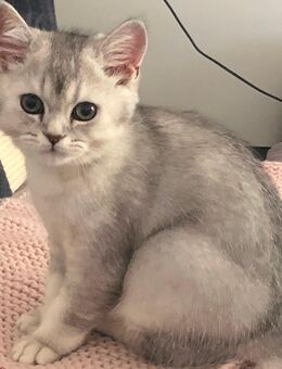 BKH Kitten - Leverkusen