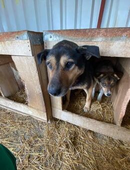 Ängstlicher Paul sucht ein Zuhause - Neuberg