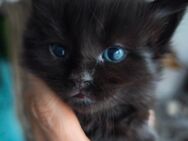 Reinrassige Maine Coon Kater black - Baden-Baden