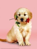 Daddy 64 sucht Dich ab 18 + Frau hättest du Interesse an mir dann melde dich in 26919