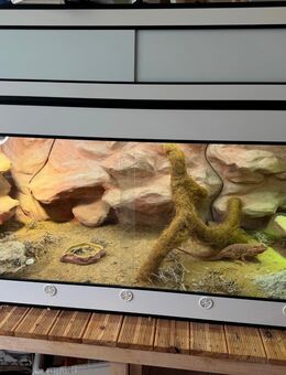 180x80x80 Terrarium inkl. Bartagam und Beleuchtung abzugeben - Birkenfeld (Baden-Württemberg)