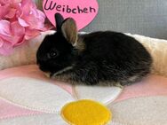 Löwenkopf Baby Weibchen - Neuburg (Donau)