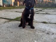 Labrador-Mix Welpen - Arneburg Beelitz