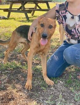 Carletto 💜💜💜 sucht Herzensmenschen - Herxheim (Landau)