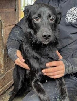 PICOLINO ~ klein schwarz zart - Duisburg