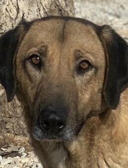 Sheryl, geb. ca. 01/2017,Griechenland - Euskirchen