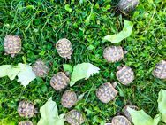 Griechische Landschildkröten - Fritzlar