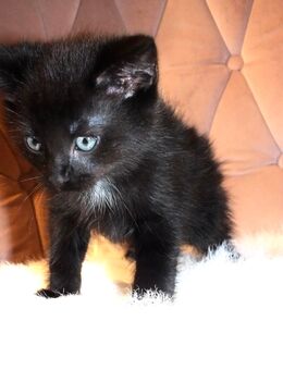 Bombay EKH Kitten Babys suchen ein neues Zuhause - Essen