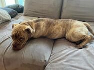 Old English Bulldog Rüde 6 Monate alt - Flöha