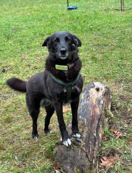 NINA - unsere Black Beauty - Weiterstadt