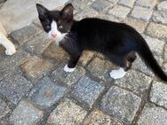 Kleine Katze abzugeben - Königshain-Wiederau