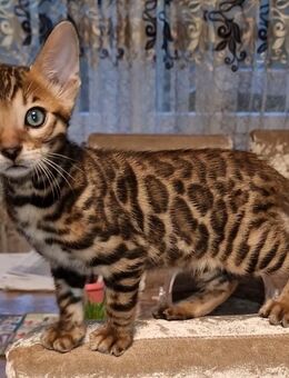 Reinrassige Bengal Kitten - Karlsruhe