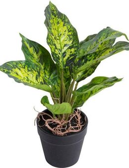 Künstliche Zimmerpflanze Dieffenbachia Tropic, Botanic-Haus, Höhe 26 cm