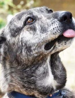 Loba ist grossartig - Donaueschingen
