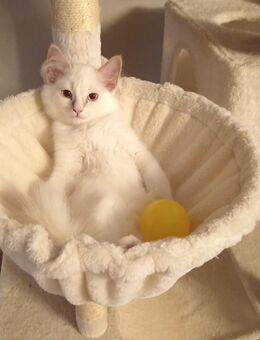 Ragdoll Kitten - Moers