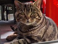 Reinrassige BKH Deckkater Golden Tabby Classick - Köln
