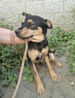 Jade möchte entdeckt werden - Nordwalde