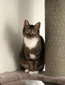Aky auf PS in 59399 Olfen - Olfen