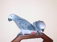 African Grey Parrot young birds - Lingen (Ems)